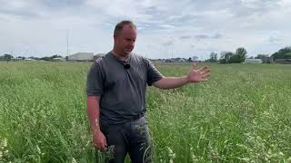 Before You Bale Grass Hay Let Your Field go to Seed Prior to First Cutting SelfSeeding [upl. by Ahsilif]