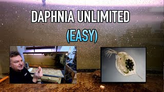 How I Raise Daphnia Water Fleas And You Can Too [upl. by Faustine]