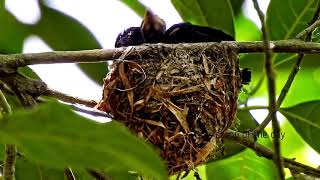 Amazing Cup shaped nest of Black Drongo and Greater rackettailed drongo [upl. by Kenna]