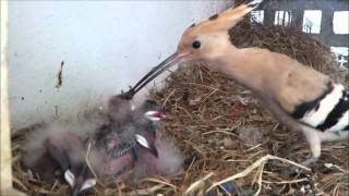 Hoopoe Nest HD V1  Part 1 of 2 [upl. by Ferde]