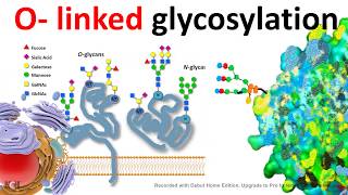 O Linked glycosylation [upl. by Hermione]