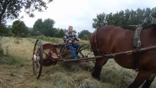 Making hay with Belgian draft horse Hooien met trekpaard [upl. by Berkly428]