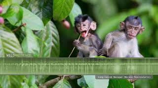 Longtailed Macaque  Sounds and Calls [upl. by Hartill]