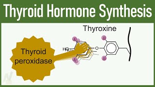 Thyroid Hormone Synthesis [upl. by Ruprecht]