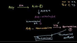 Amino acid synthesis [upl. by Dione]