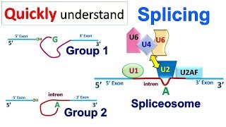 Splicing [upl. by Ganiats]