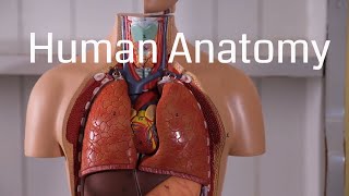 Basic Human Anatomy for Beginners [upl. by Oam]