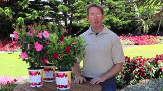 Select the Right Mandevilla for Your Space [upl. by Marmion]