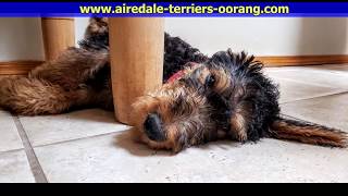 large Airedale Terrier Puppy  Oorang Airedales [upl. by Engapmahc]