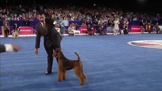 Airedales  Terrier Group Eukanuba 2015 GCH CH Wildside Windancer [upl. by Terrill]