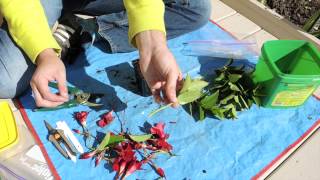 Dipladenia Stem Cuttings Mandevilla [upl. by Abel713]