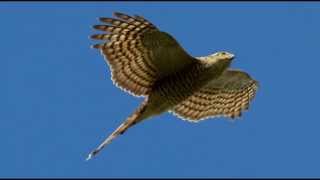 Sparrowhawk Bird Call Bird Song [upl. by Duyne]