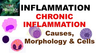 INFLAMMATION 8 CHRONIC INFLAMMATION Causes Morphology amp Cells [upl. by Orravan]