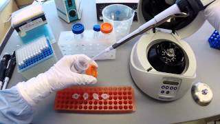 DNA Extraction Protocol  Part 2 [upl. by Laerol]