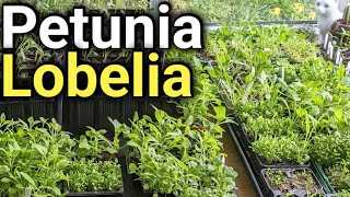 How to Grow Lobelia and Petunias  Flowers for Beginners [upl. by Frodina]