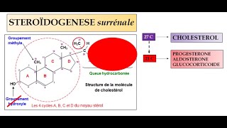 SYSTÈME RENINE  ANGIOTENSINEALDOSTÉRONE [upl. by Edahs144]