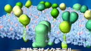 サイエンスフロンティア２１ （６４）1分子で見る細胞膜の世界 ～国際共同研究「膜機構プロジェクト」の挑戦～ [upl. by Wollis]