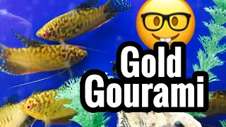 Gold Gourami Fish Care  Tank Mates amp Size [upl. by Kcirddes]