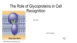 Glycoproteins and Cell Recognition [upl. by Naujuj]