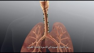 BronchAtlas EBUS Identification Lymph Node Station 4R [upl. by Earlie]