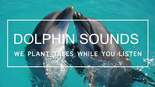 Dolphin Sounds  Real Dolphin Noises  Nature sounds with No Music [upl. by Nnazil]