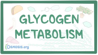 Glycogen metabolism [upl. by Sateia]