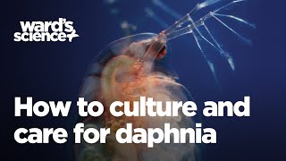 Caring and Culturing for Daphnia [upl. by Xuerd]