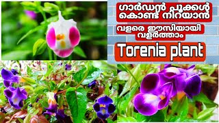 Torenia plant care in malayalam  kakka poovu [upl. by Naujet]