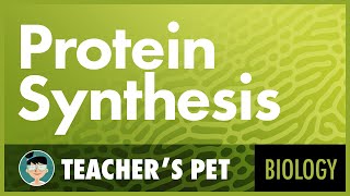 Protein Synthesis [upl. by Novej]