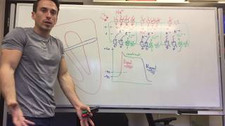 Heart Muscle myocardium Action Potential  Cardiology [upl. by Lemyt]