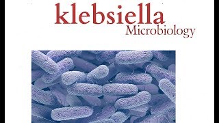 Klebsiella  Microbiology  K pneumonia  Bacteria [upl. by Hare678]