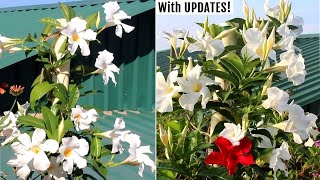 How to GROW Mandevilla Plants amp Get MAXIMUM Flowers [upl. by Trojan950]