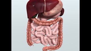 Anatomy and Physiology of Digestive System [upl. by Einapets922]