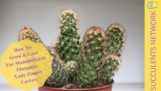 How To Grow amp Care For Mammillaria Elongata ‘Lady Finger Cactus’ [upl. by Fisa]