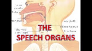 speech organs [upl. by Yaf660]