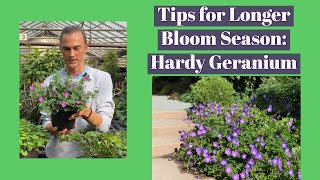 Hardy Geranium How to Get More Flowers amp ReBlooming [upl. by Herman170]