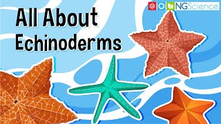 All About Echinoderms [upl. by Atiuqiram]