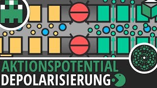 Aktionspotential Depolarisierung einfach erklärt│Biologie Lernvideo│Learning Level Up [upl. by True]