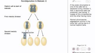 Chromosome Nondisjunction Animation [upl. by Masao]