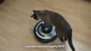 Cat shows HOW TO use iRobot Roomba Vacuum [upl. by Eimilb565]