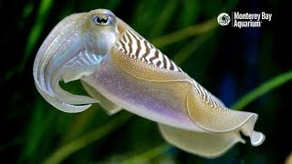 Common Cuttlefish Are Anything But Ordinary [upl. by Jacie]