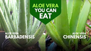 Which Aloe Vera is Edible [upl. by Auohc917]