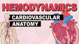 Cardiovascular System Anatomy  Hemodynamics Part 1 [upl. by Bricker]