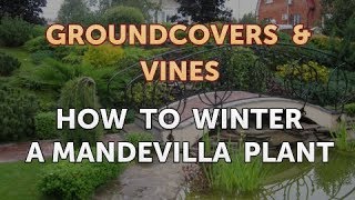 How to Winter a Mandevilla Plant [upl. by Bixby]