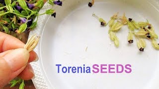 Pruning and Collecting Torenia Seeds [upl. by Dorreg832]