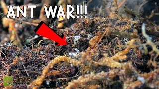 New Ant Colony Massive Super Majors [upl. by Ziom]