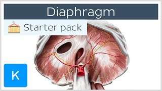 Diaphragm  Definition Function Muscle amp Anatomy  Kenhub [upl. by Aiekan]