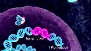 The HER Signaling Pathway [upl. by Alathia]