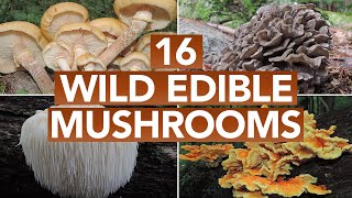 16 Wild Edible Mushrooms You Can Forage This Autumn [upl. by Aicila457]