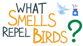 What Smells Repel Birds [upl. by Mayeda]